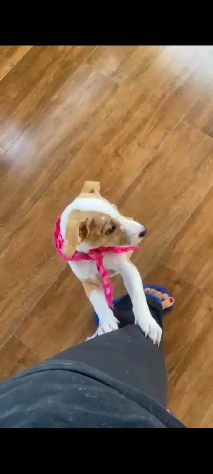 Cachorro ra a SRD-ViraLata idade 2 a 6 meses nome Meg