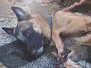 Cachorro raça Pastor Alemão idade 3 anos nome Loki