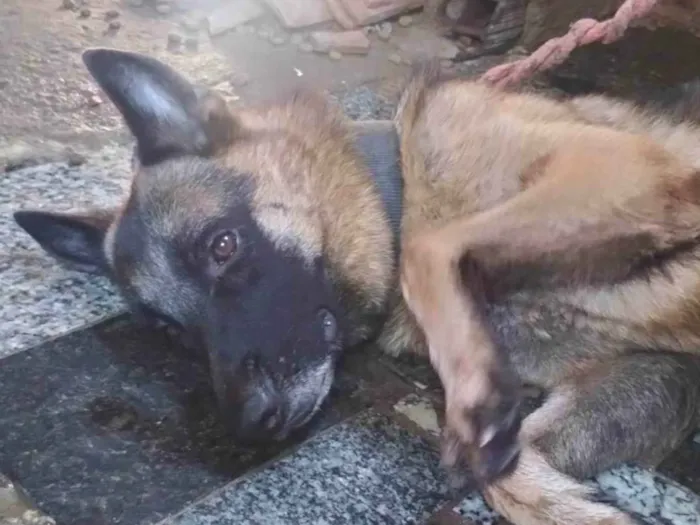 Cachorro ra a Pastor Alemão idade 3 anos nome Loki