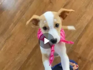 Cachorro raça SRD-ViraLata idade 2 a 6 meses nome Meg