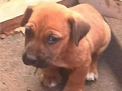 Cachorro raça SRD-ViraLata  idade 2 a 6 meses nome "Mini-Bravo"