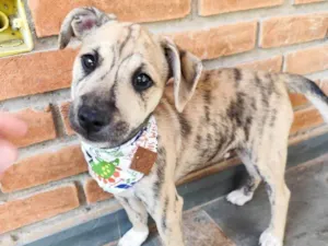 Cachorro raça SRD-ViraLata idade 2 a 6 meses nome Liko