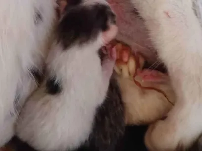 Gato raça SRD-ViraLata idade Abaixo de 2 meses nome Sem nome 