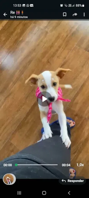 Cachorro raça SRD-ViraLata idade 2 a 6 meses nome Meg