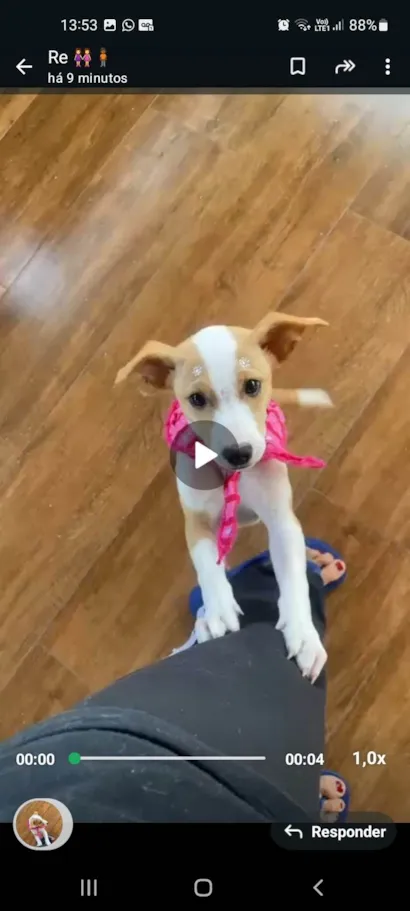 Cachorro raça SRD-ViraLata idade 2 a 6 meses nome Meg