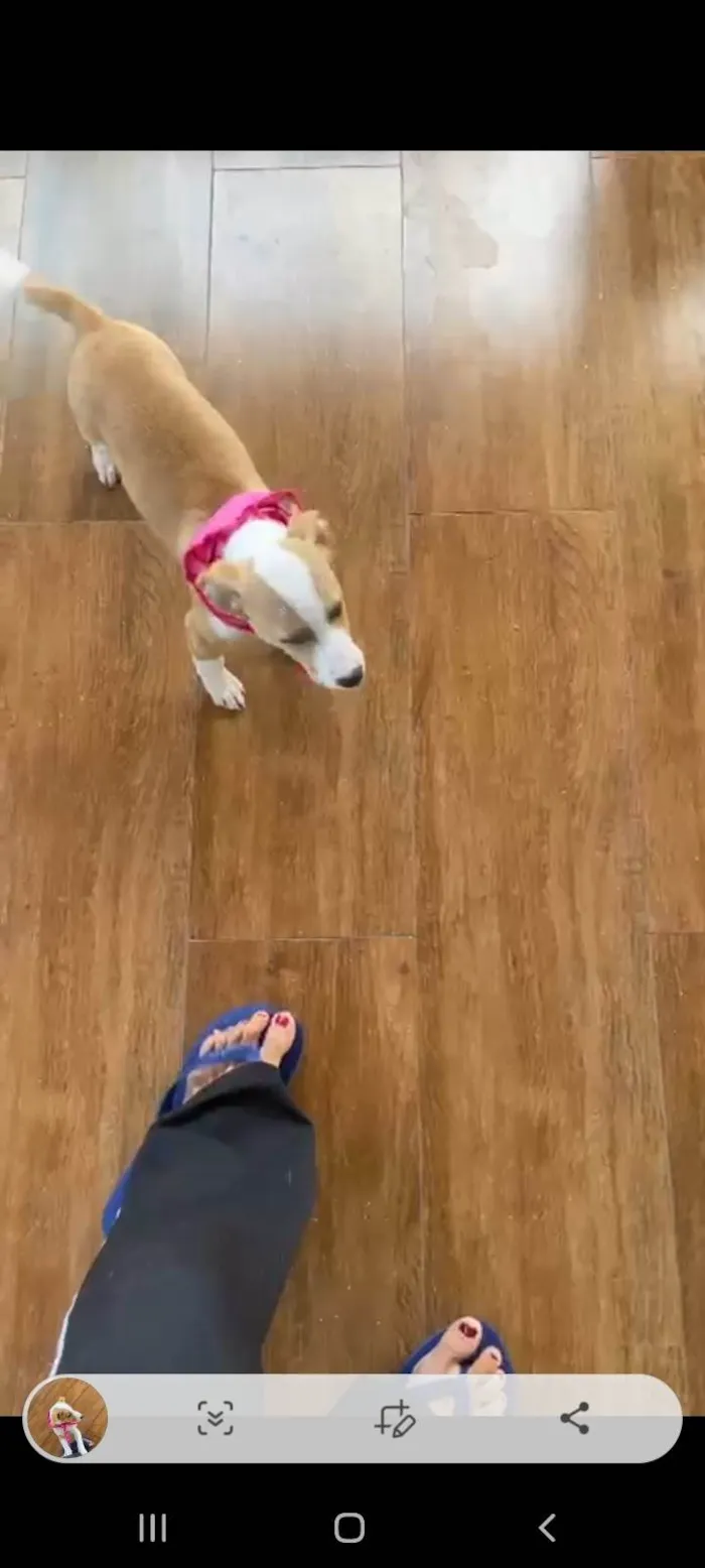 Cachorro ra a SRD-ViraLata idade 2 a 6 meses nome Meg