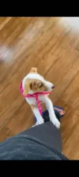 Meg