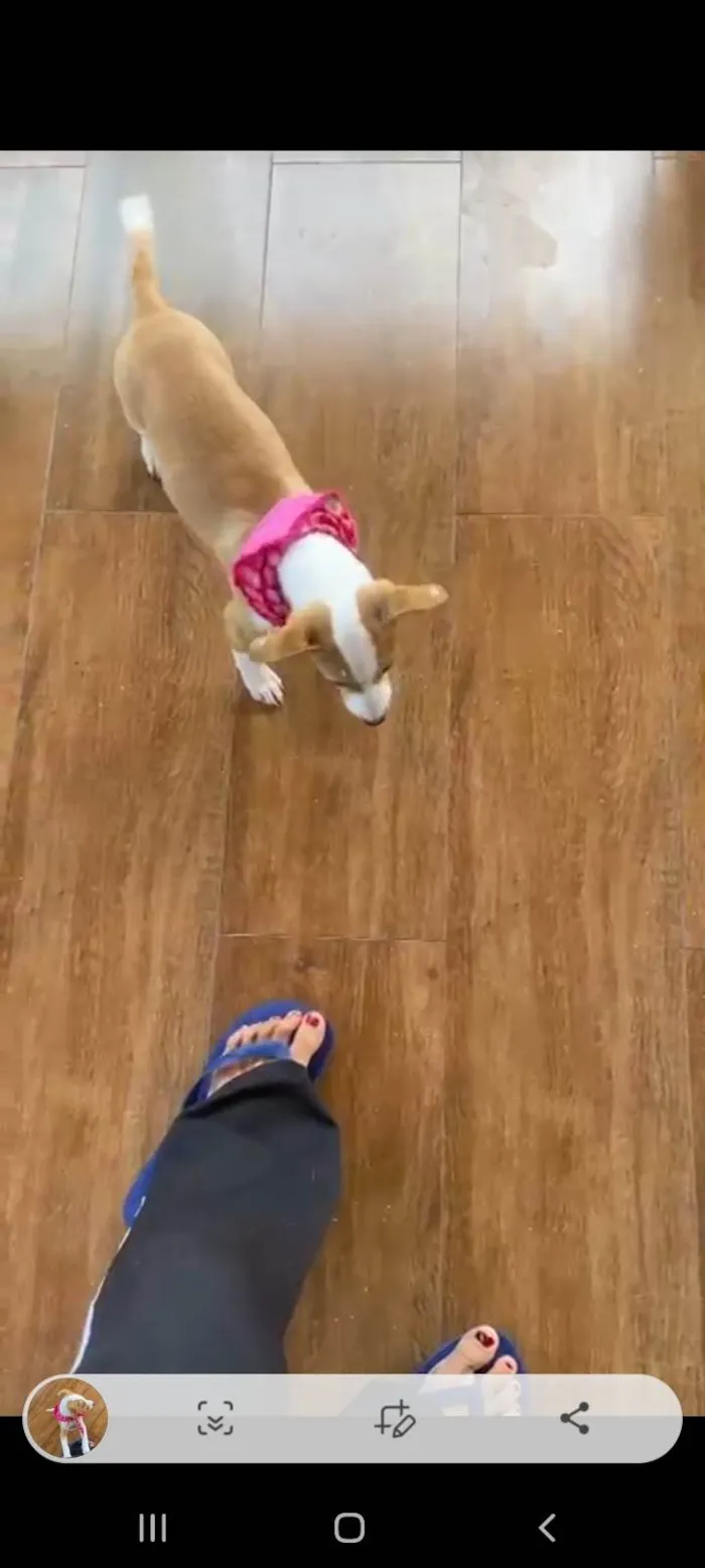 Cachorro ra a SRD-ViraLata idade 2 a 6 meses nome Meg
