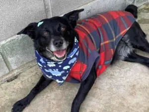 Cachorro raça SRD-ViraLata idade 5 anos nome Lucca