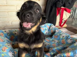Cachorro raça SRD-ViraLata idade 2 a 6 meses nome Lipe 
