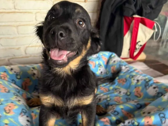 Cachorro ra a SRD-ViraLata idade 2 a 6 meses nome Lipe 