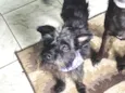 Igor 
