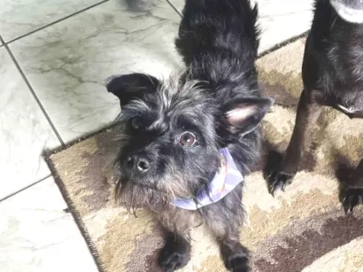 Cachorro raça SRD-ViraLata idade 1 ano nome Igor 
