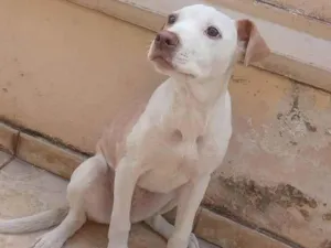Cachorro raça SRD-ViraLata idade Abaixo de 2 meses nome sem nome