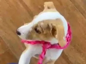 Cachorro raça SRD-ViraLata idade 2 a 6 meses nome Meg
