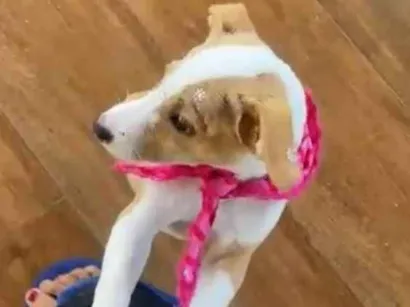 Cachorro raça SRD-ViraLata idade 2 a 6 meses nome Meg