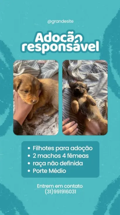 Cachorro raça SRD-ViraLata idade Abaixo de 2 meses nome cachorros