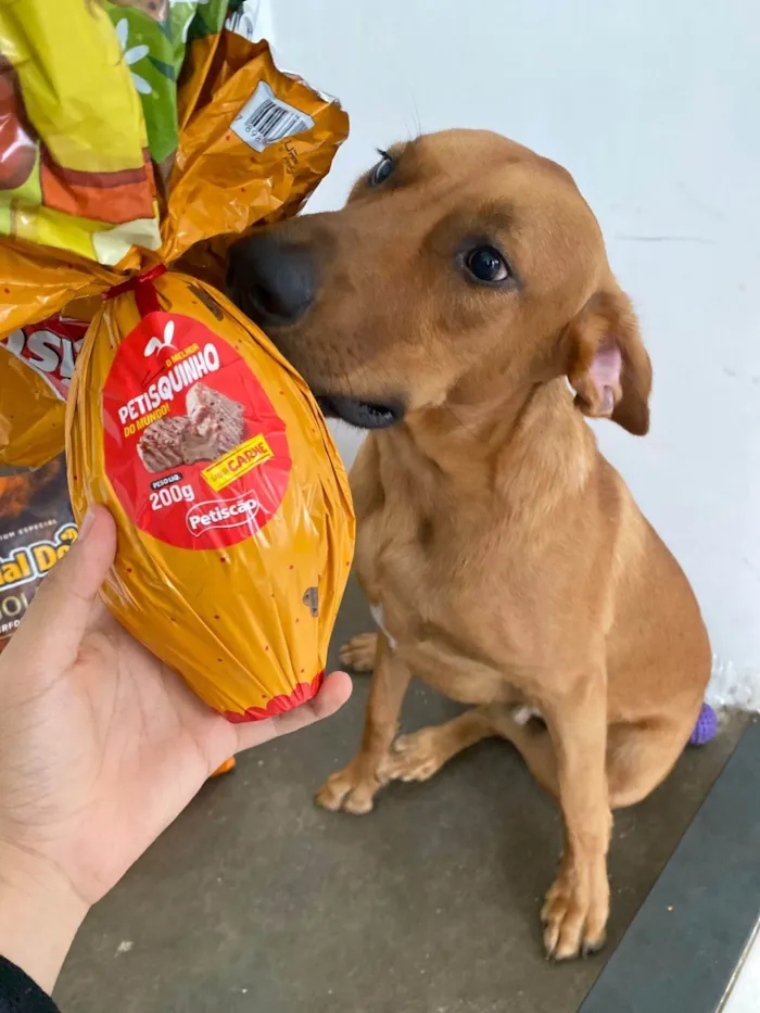 Cachorro ra a SRD-ViraLata idade 1 ano nome Totoro