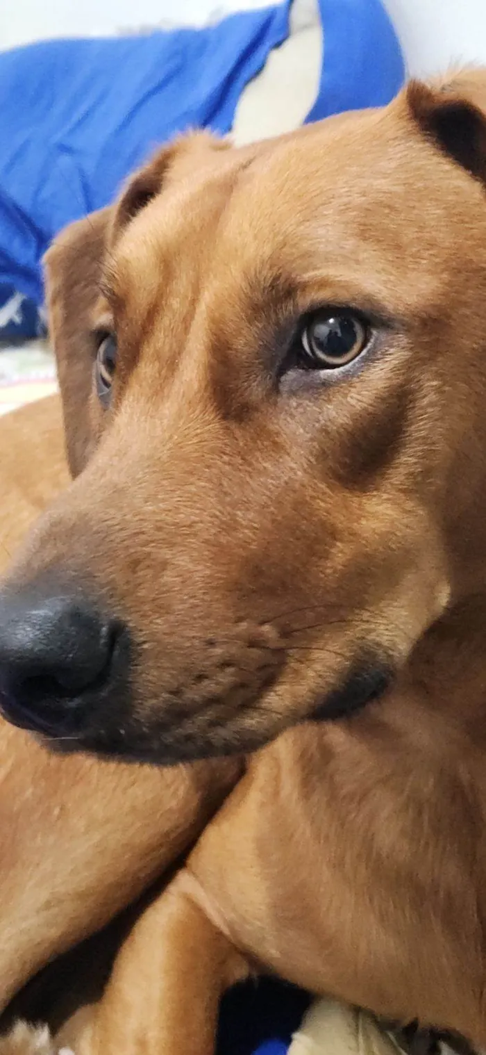 Cachorro ra a SRD-ViraLata idade 1 ano nome Totoro