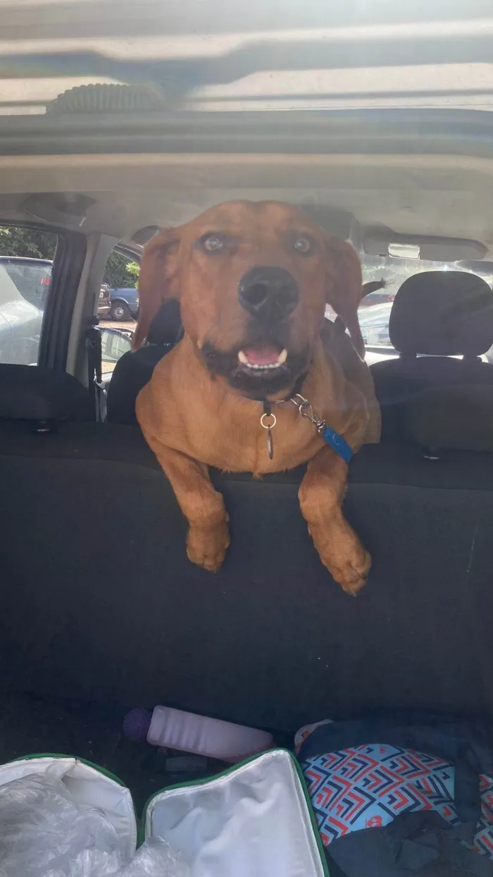 Cachorro ra a SRD-ViraLata idade 1 ano nome Totoro