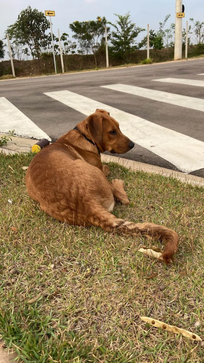 Cachorro ra a SRD-ViraLata idade 1 ano nome Totoro
