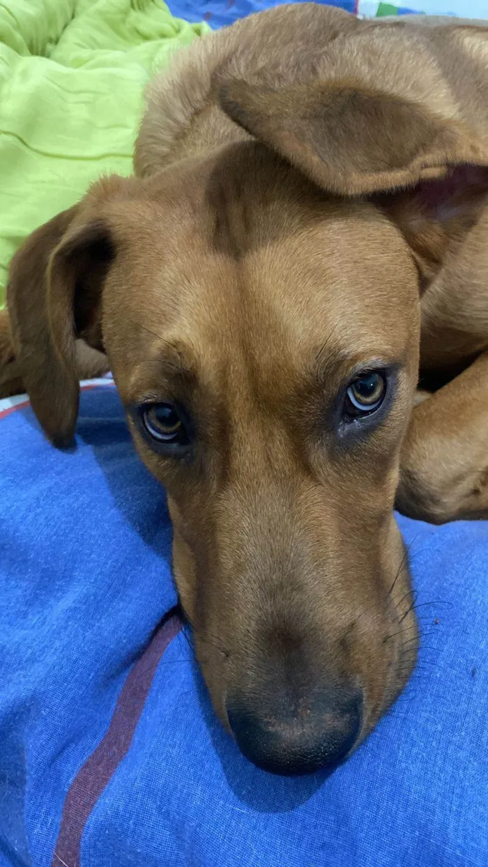 Cachorro ra a SRD-ViraLata idade 1 ano nome Totoro