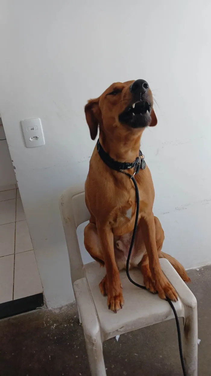 Cachorro ra a SRD-ViraLata idade 1 ano nome Totoro