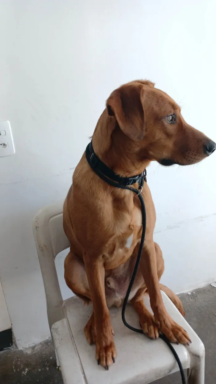 Cachorro ra a SRD-ViraLata idade 1 ano nome Totoro