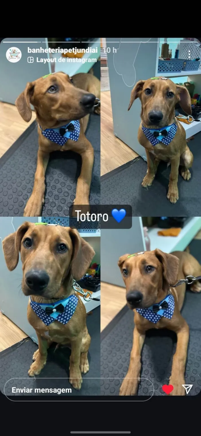 Cachorro ra a SRD-ViraLata idade 1 ano nome Totoro