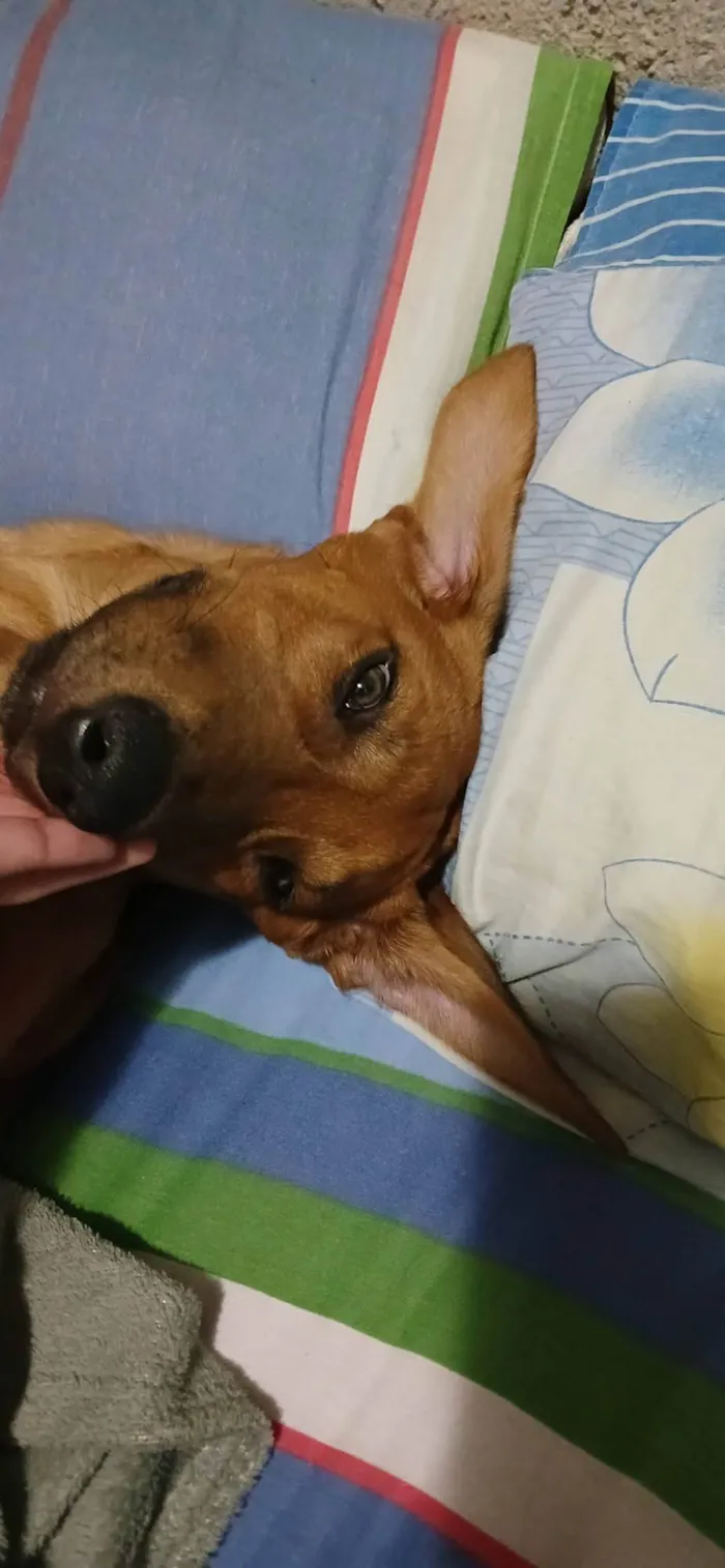 Cachorro ra a SRD-ViraLata idade 1 ano nome Totoro
