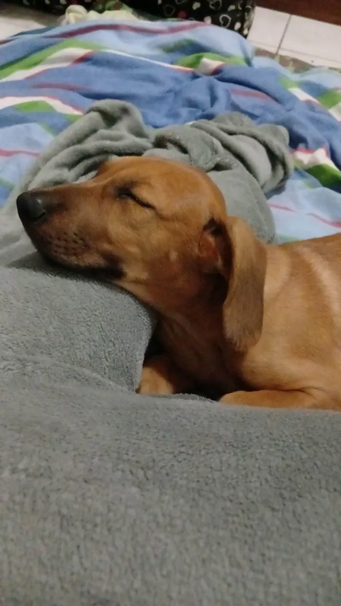 Cachorro ra a SRD-ViraLata idade 1 ano nome Totoro
