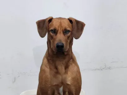 Cachorro raça SRD-ViraLata idade 1 ano nome Totoro