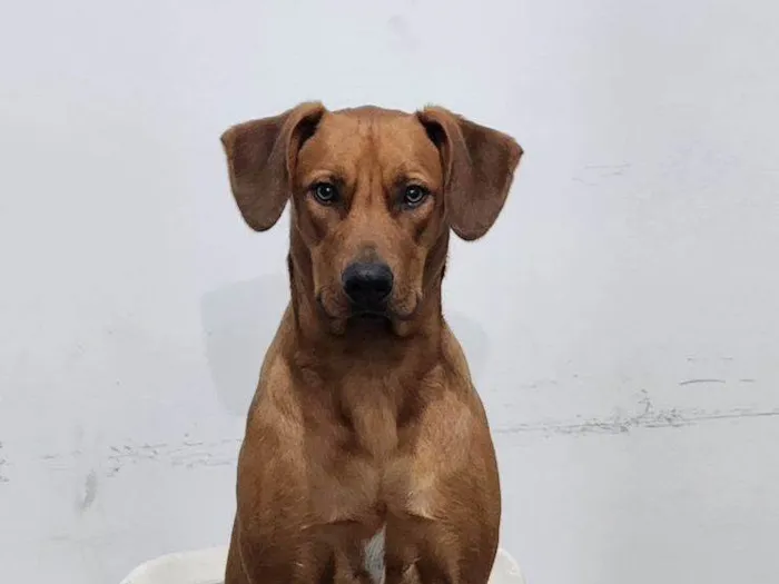 Cachorro ra a SRD-ViraLata idade 1 ano nome Totoro