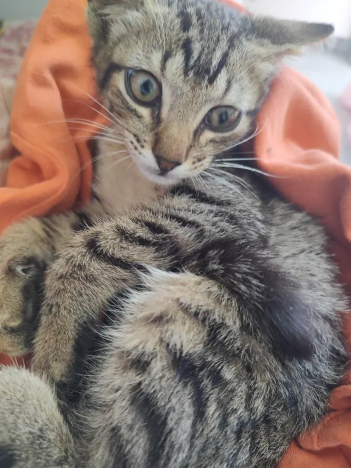 Gato ra a SRD-ViraLata idade Abaixo de 2 meses nome Morgana