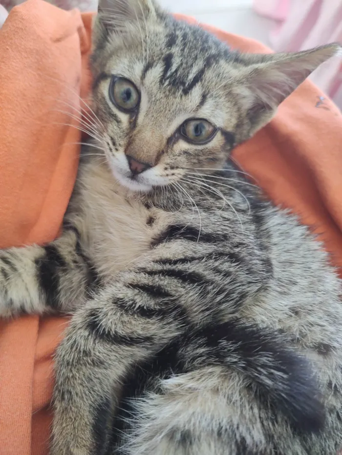 Gato ra a SRD-ViraLata idade Abaixo de 2 meses nome Morgana