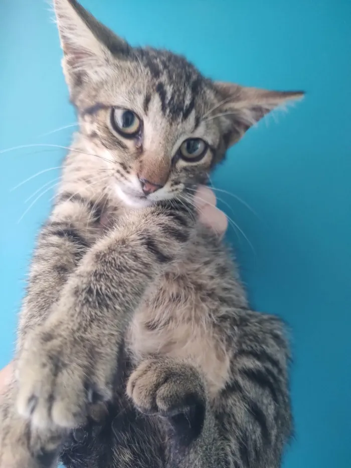 Gato ra a SRD-ViraLata idade Abaixo de 2 meses nome Morgana