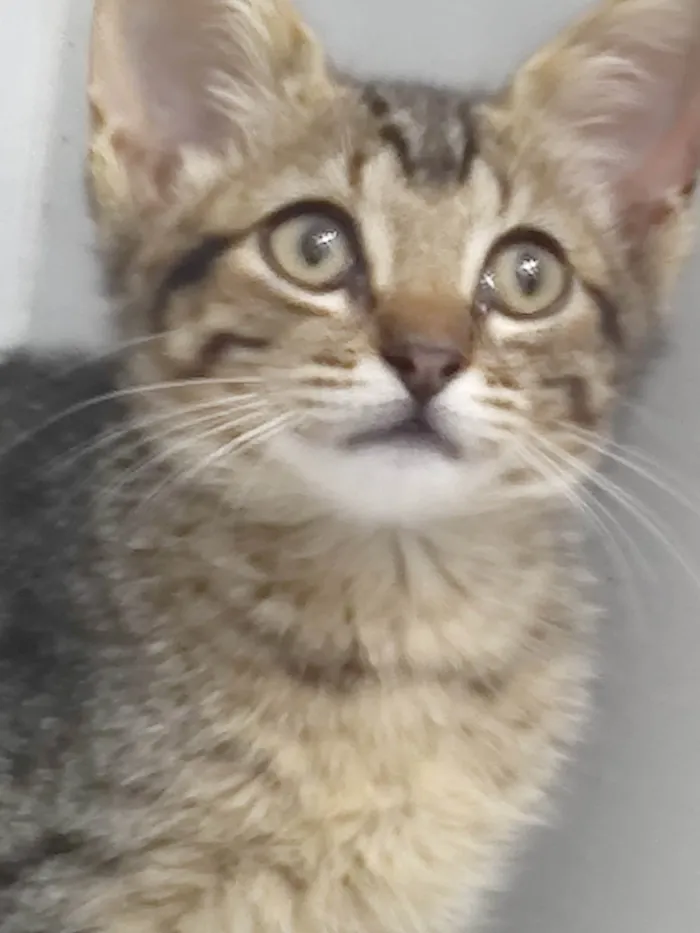 Gato ra a SRD-ViraLata idade Abaixo de 2 meses nome Morgana