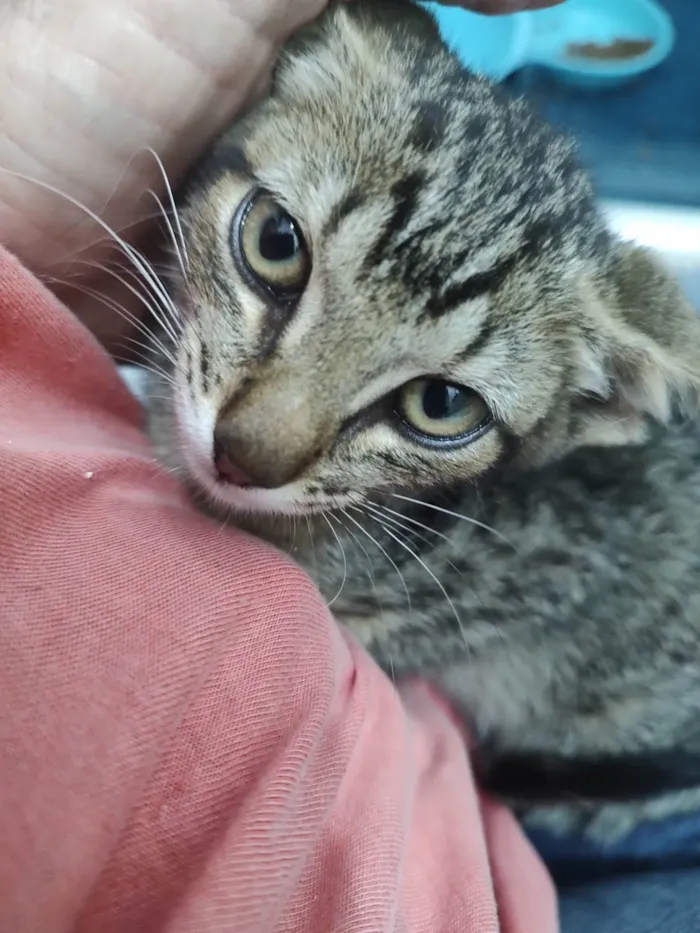 Gato ra a SRD-ViraLata idade Abaixo de 2 meses nome Morgana