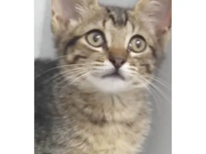 Gato raça SRD-ViraLata idade Abaixo de 2 meses nome Morgana