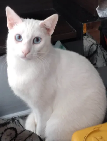Gato raça SRD-ViraLata idade 2 anos nome Mingau 