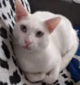 Mingau