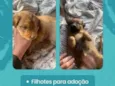 cachorros