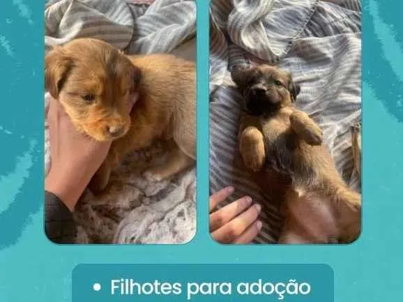 Cachorro ra a SRD-ViraLata idade Abaixo de 2 meses nome cachorros
