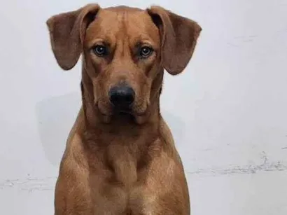 Cachorro raça SRD-ViraLata idade 1 ano nome Totoro