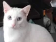 Mingau 