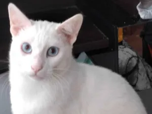 Gato raça SRD-ViraLata idade 2 anos nome Mingau 
