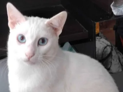 Gato raça SRD-ViraLata idade 2 anos nome Mingau 