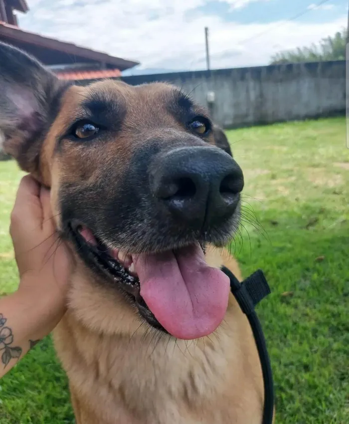 Cachorro ra a Pastor Alemão idade 4 anos nome Johnny