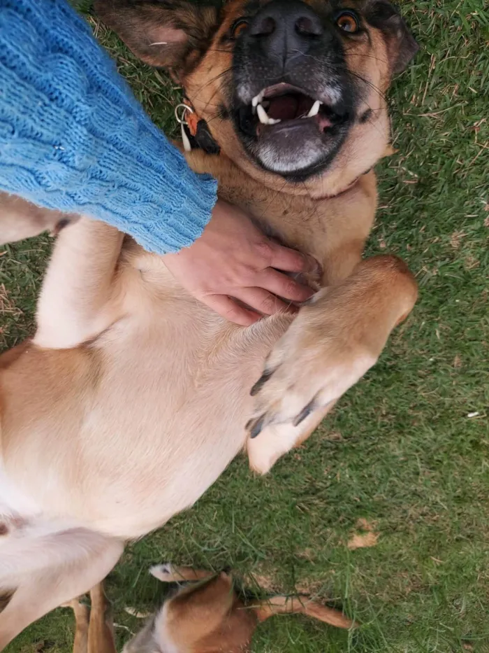 Cachorro ra a Pastor Alemão idade 4 anos nome Johnny