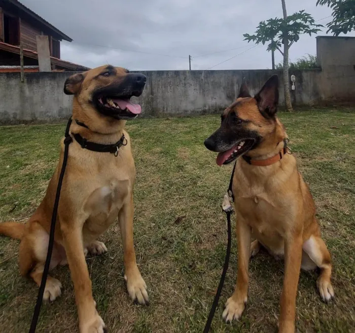 Cachorro ra a Pastor Alemão idade 4 anos nome Pitaya